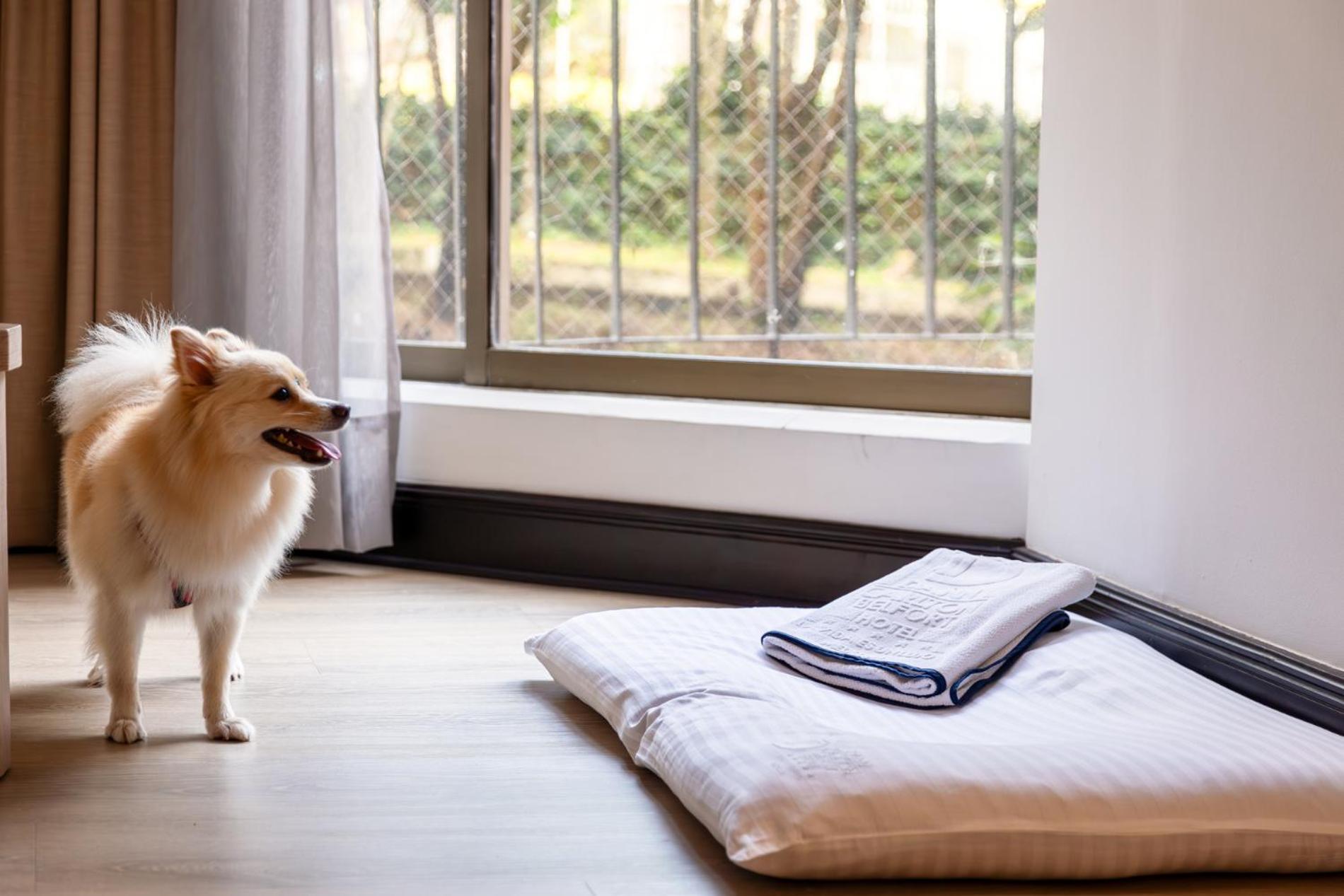 호텔 단 칼튼 벨포트 메데인 메딜린 외부 사진 A dog bed