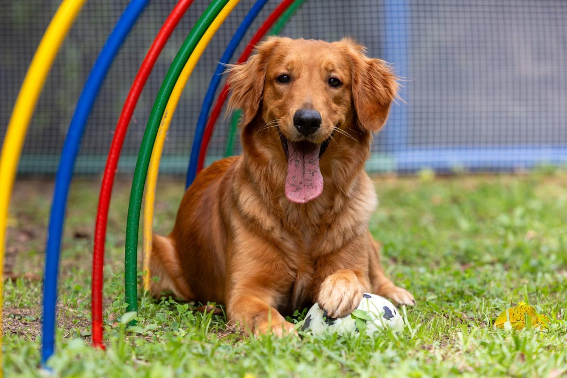 호텔 단 칼튼 벨포트 메데인 메딜린 외부 사진 Golden Retriever